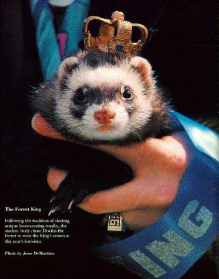 Illustration for article titled A history of working ferrets